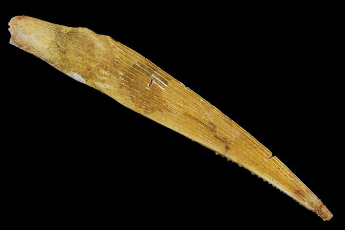 Fossil Shark (Hybodus) Dorsal Spine - Morocco #145365